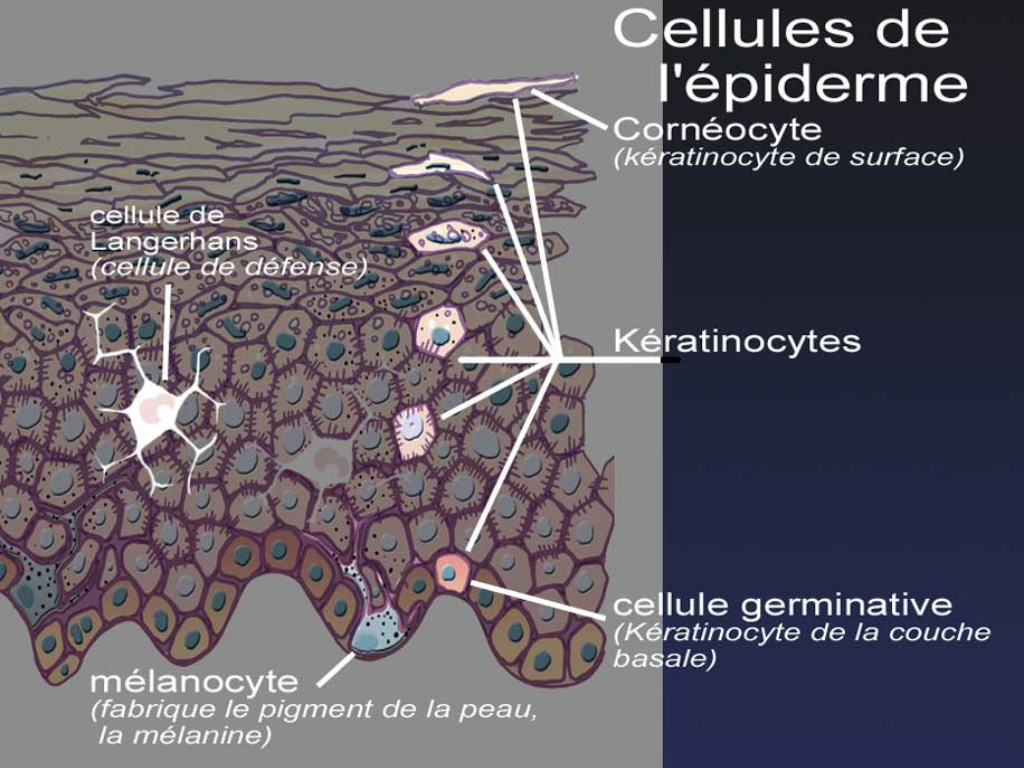 cellules