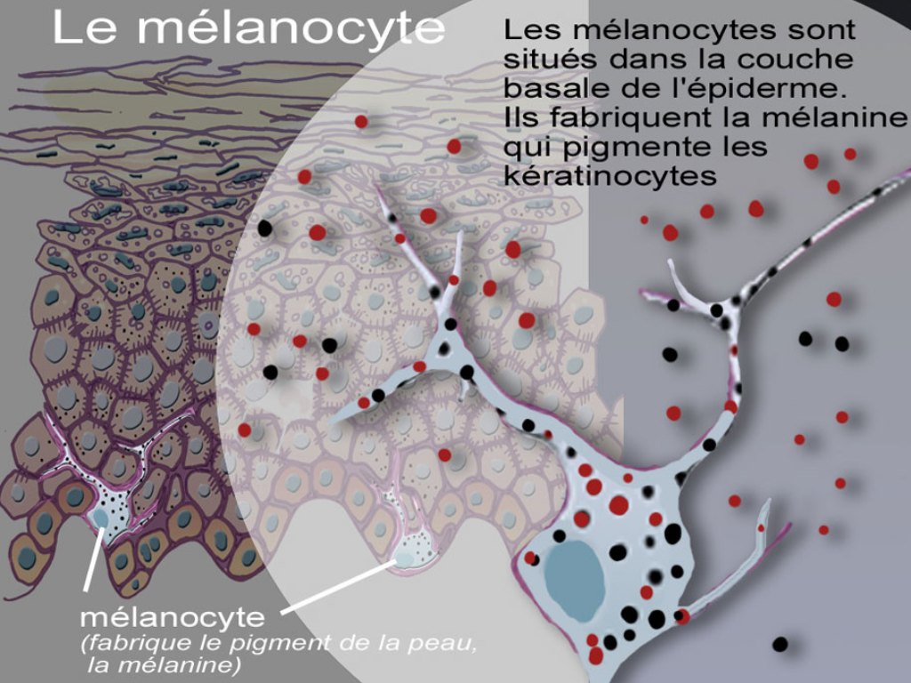 melanocyte