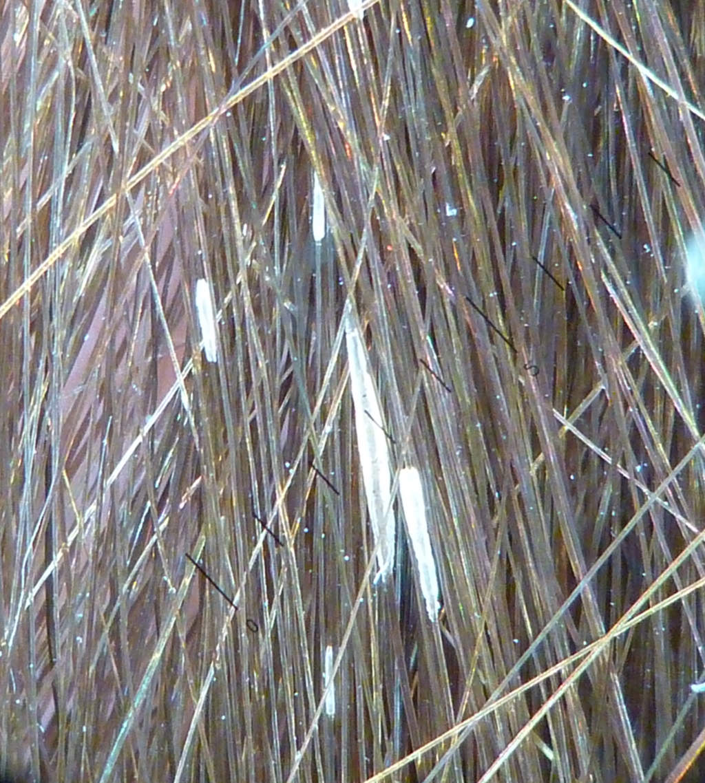 pellicule_gaine-coulissante.