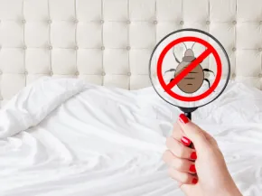 interdit punaise de lit
