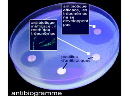antibiogramme